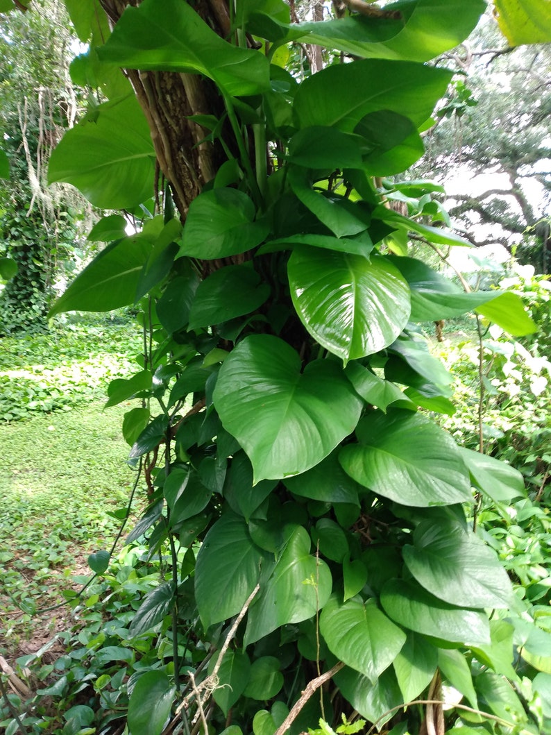 Giant Hawaiian Green Pothos Cutting - 1 Rooted + 1 Free Cutting - Epipremnum aureum - Easy Care Indoor/Outdoor Houseplant
