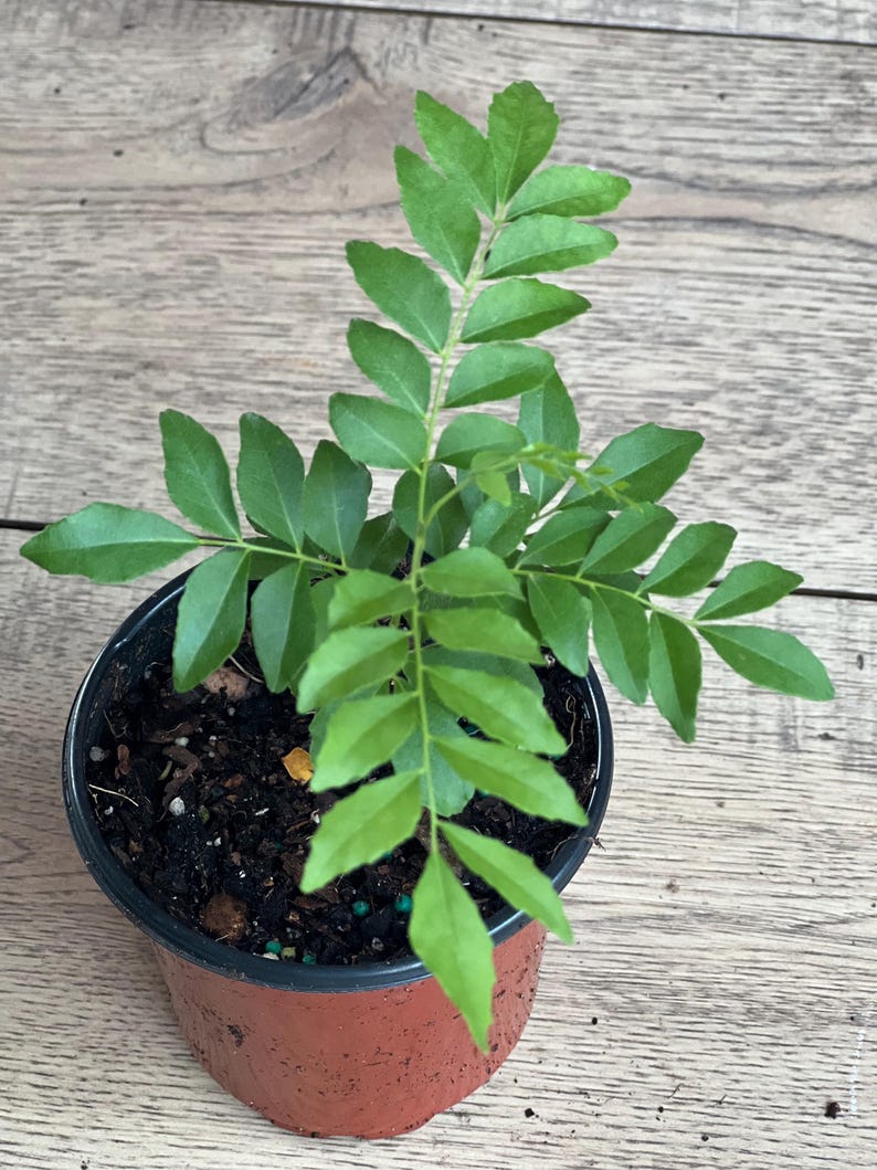 Curry Leaf Plant 4" Pot Murraya Koenigii Aromatic Culinary Herb Fresh Leaves for Cooking and Garnishing