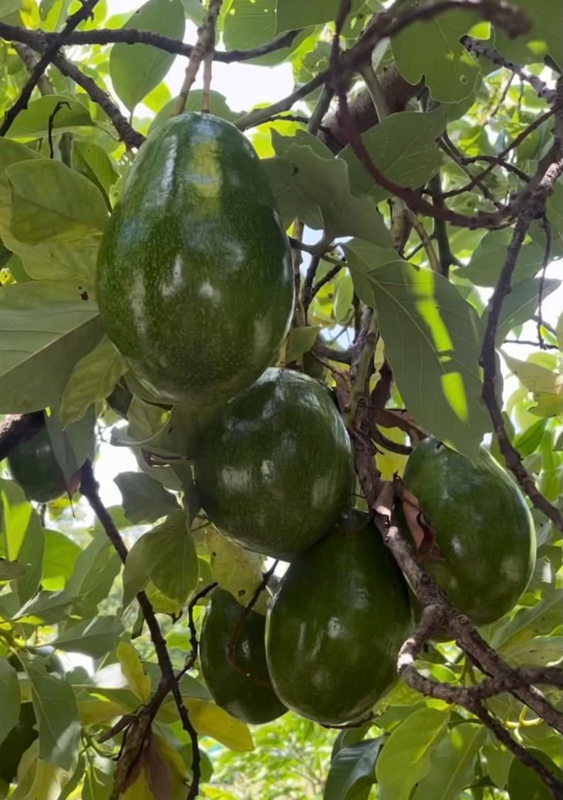 Catalina Avocado Tree in 6" Pot, Grafted, Indoor/Patio Friendly, Persea americana 'Catalina' - High-Quality Fruit Tree