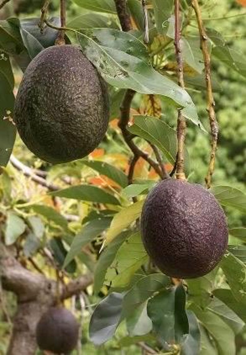 Grafted Maria Black Avocado Tree in 3 Gallon Pot, Compact Fruit Tree, Persea americana for Home Garden