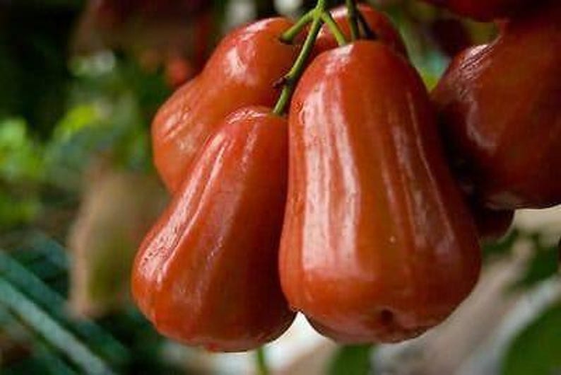 Red Rocket Wax Apple Tree - 2 Feet - Syzygium samarangense - 3 Gallon Pot - Edible Fruit, Low Maintenance, Pollinator Friendly