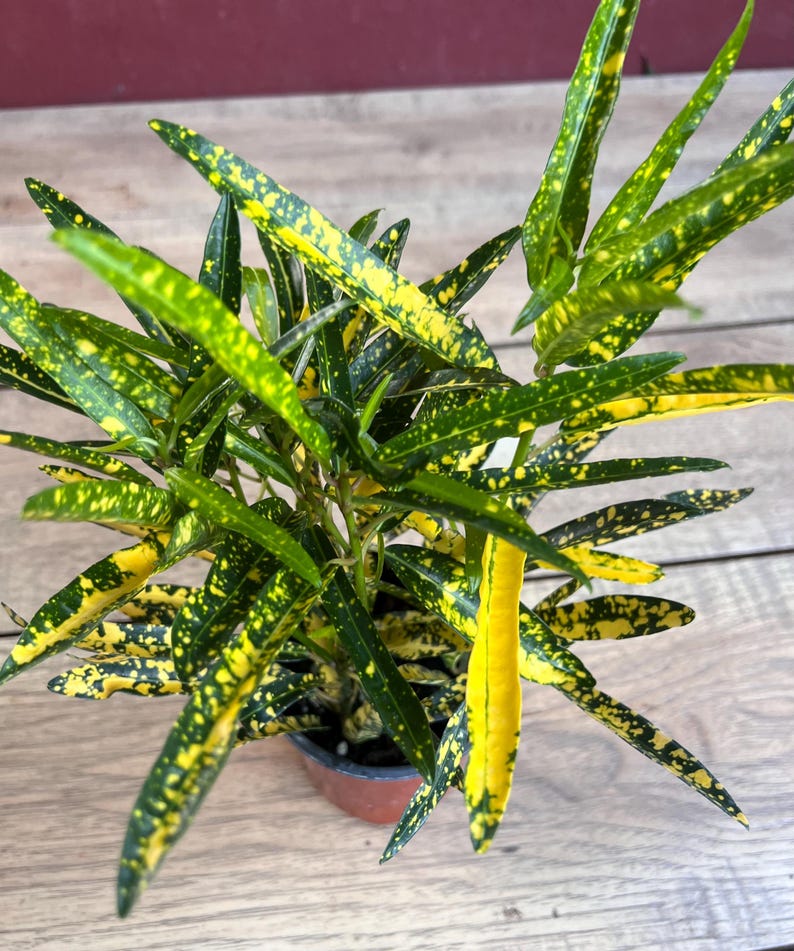 Croton Sunny Star Plant 4" Pot | Colorful Indoor/Outdoor Houseplant | Codiaeum Variegatum | Yellow & Green Foliage