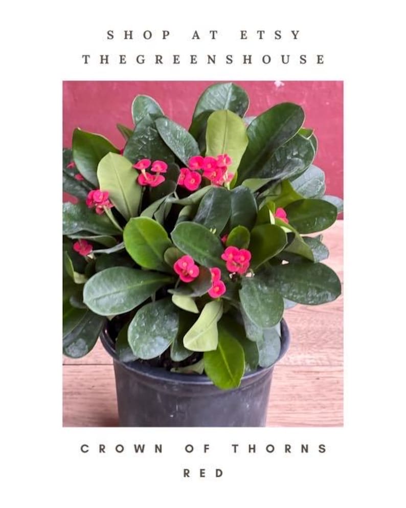 Crown of Thorns Plant 6" Pot Red Euphorbia milii - Succulent with Spiny Stems for Indoor/Outdoor Decor