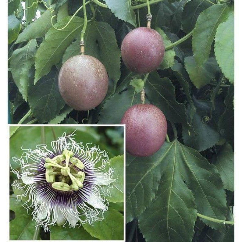 Purple Passion Fruit Plant - 1 Gal Pot - Purple Possum - Passiflora edulis - Self-Pollinating, Frilly Flowers, Vigorous Vine