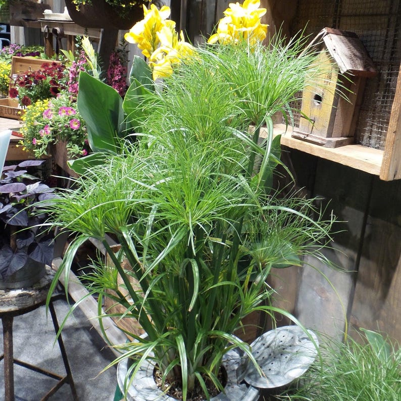 Prince Tut Papyrus Plant - 1 ft - 3 to 6 Trunks - Live Plant in 6" Pot - Cyperus papyrus - Ideal for Water Gardens