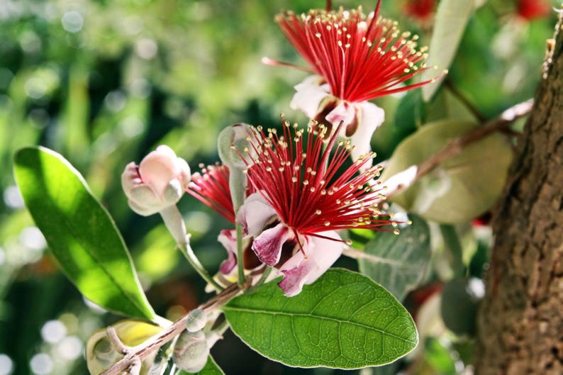 Pineapple Guava Plant 1 ft in 6" Pot - Edible Feijoa Sellowiana - Garden or Patio Fruit Tree, Drought-Tolerant, Pollinator Friendly