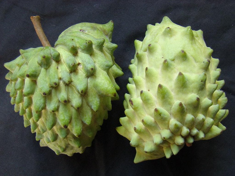 Atemoya Live Plant 3 Gal Pot Geffner Variety Sweet Fruit Annona squamosa x Annona cherimola Garden Plant
