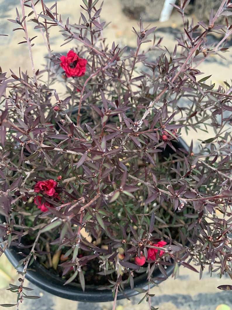 Leptospermum 'Ruby Glow' Plant in 6" Pot | Australian Tea Tree | Compact Ruby-Red Foliage | Drought-Tolerant Garden Plant