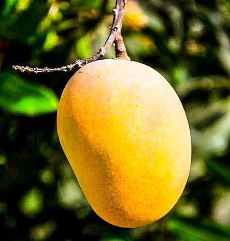 Grafted Mango Tree - 1 to 2 Feet - Florigon Variety - Mangifera indica - Sweet Fiberless Fruit in 3-Gallon Pot