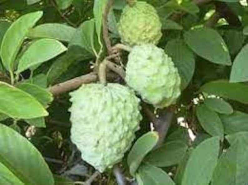 Atemoya Fruit Tree Live Plant - 1-2 Feet Tall in 3 Gal Pot - Annona squamosa x Annona cherimola - Tropical Fruit Garden Addition