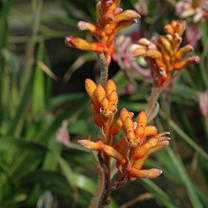 Kangaroo Paw Live Plant 6" Pot Bright Orange Flowers Anigozanthos Kanga Indoor Outdoor Low Maintenance