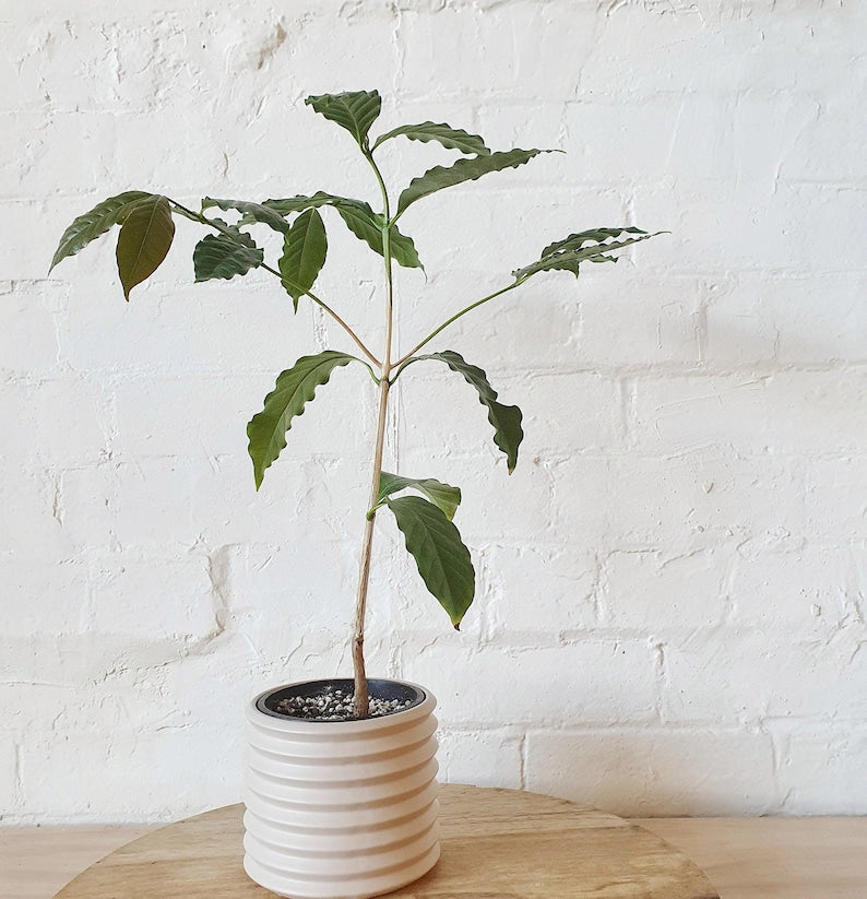 Arabica Coffee Plant - 6" Pot - Glossy Green Foliage - Coffea arabica - Home Coffee Growing - Indoor/Outdoor Houseplant