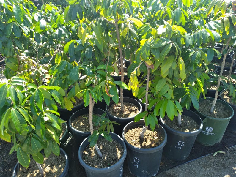 Kohala Longan Live Plant - Air Layered Tree - Dimocarpus longan - 3 Gallon Pot - Sweet Tropical Fruit for Gardens