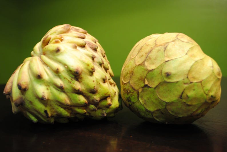 Grafted Cherimoya Tree - 1 to 2 Feet - Dr. White Variety - Annona cherimola - Live Plant in 3 Gallon Pot