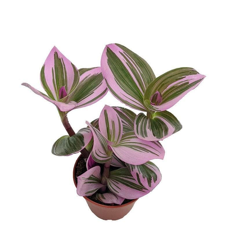 Rare Nanouk Pink Wandering Jew Plant - 6" Pot - Colorful Variegated Foliage - Tradescantia - Indoor Houseplant