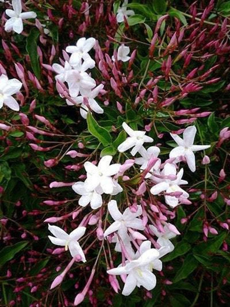 Pink Jasmine Plant - 6" Pot - Fast-Growing Evergreen Vine with Fragrant Pinkish-White Flowers - Jasminum polyanthum