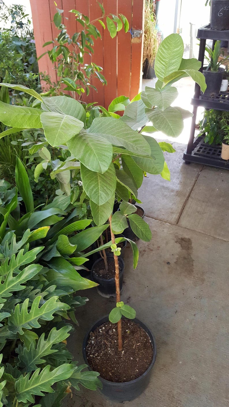 Taiwan Guava Plant 3 Gal Pot Psidium guajava Tropical Fruit Tree Edible Garden Plant