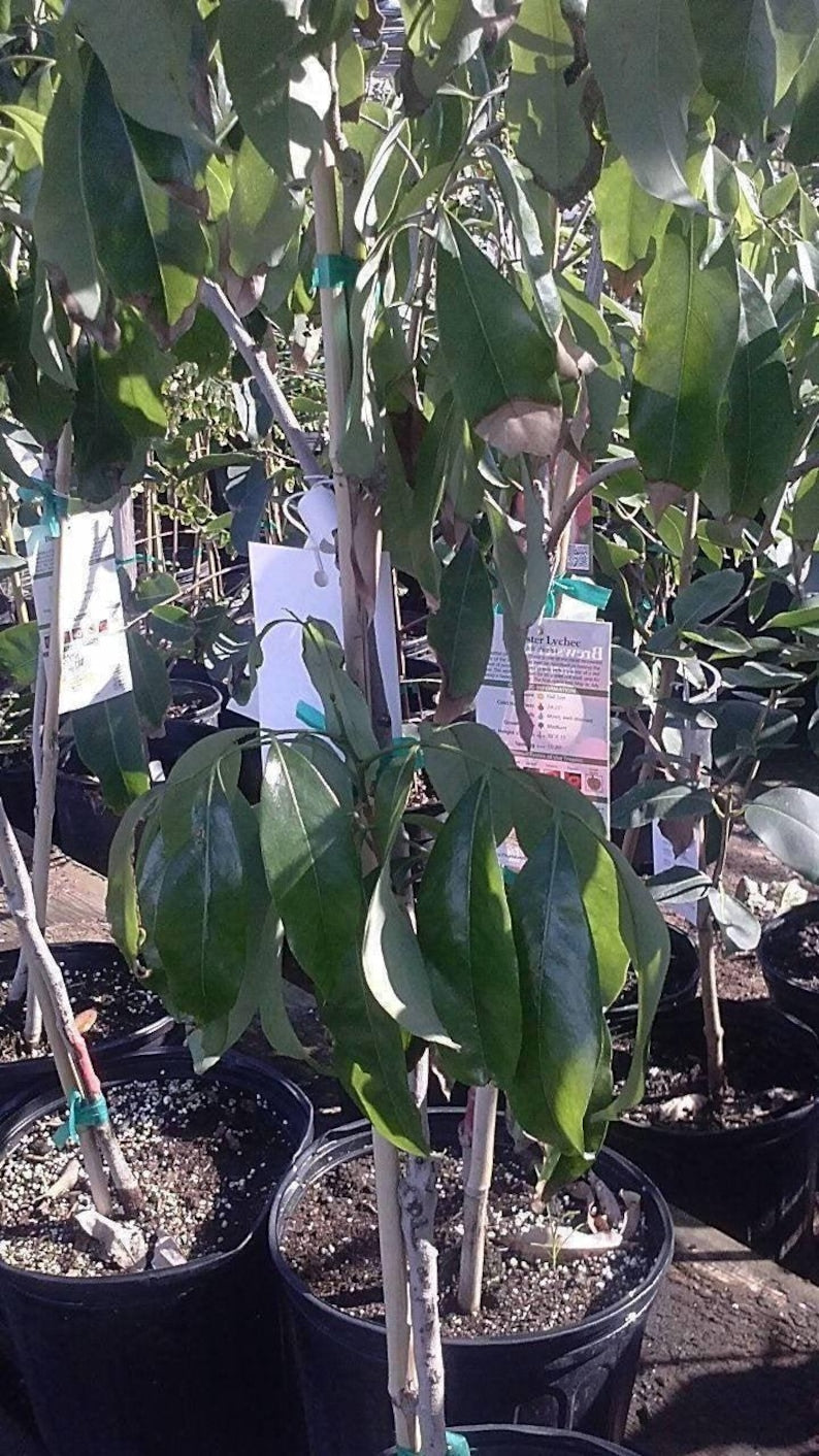 Lychee Tree Live Plant 3 Gal Pot Airlayered Litchi chinensis Fresh from Garden