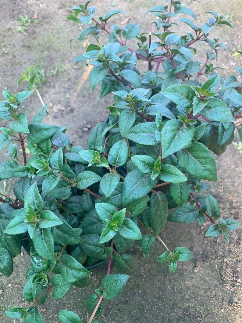 Fuchsia Blue Eyes Bush Plant - 6" Pot - Fuchsia microphylla - Vibrant Blue & Purple Blooms for Garden or Indoor Use