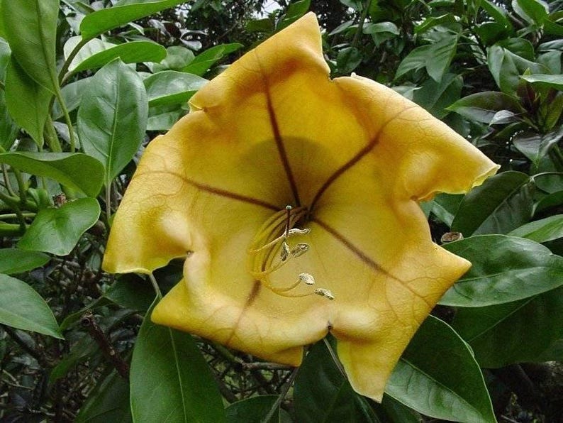 Cup of Gold Vine Plant - 6" Pot - Fragrant Golden Trumpet Flowers - Solandra maxima - Tropical Climbing Vine