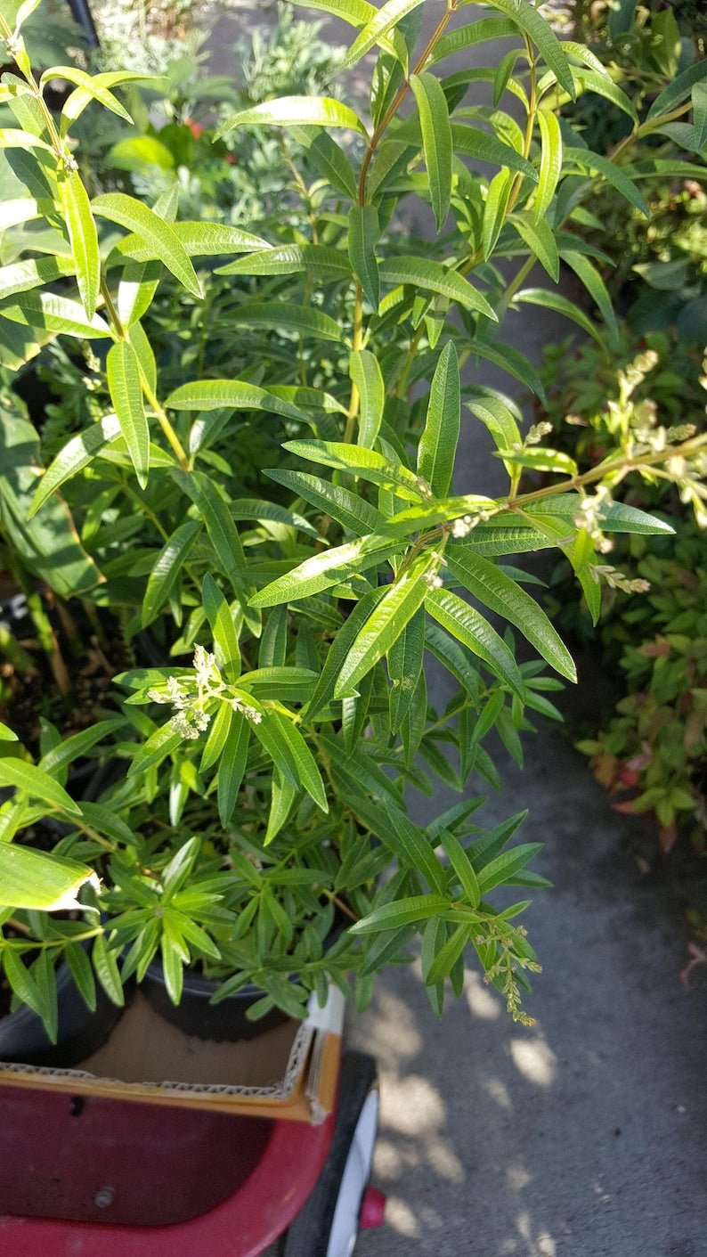 Lemon Verbena Plant 6" Pot Aromatic Herb Aloysia triphylla Indoor Outdoor Culinary Garden