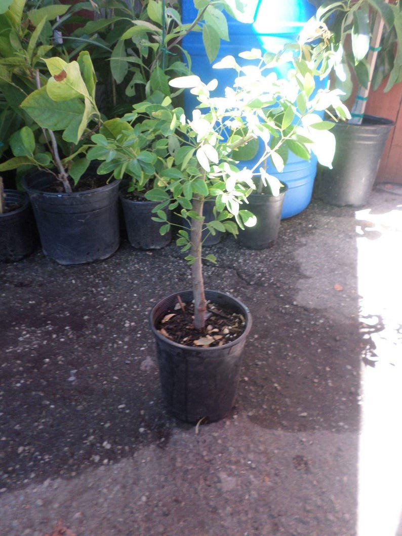 Guamuchil Plant - 1ft in 6" Pot - Edible Pods & Evergreen Foliage - Pithecellobium dulce - Tropical Tree for Gardens
