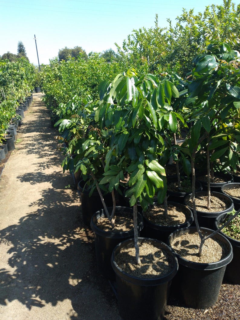Longan Live Plant 3-Gallon Pot - Dimocarpus longan - Air Layered Tree with Good Roots - Hardy Fruit Tree for Home Garden