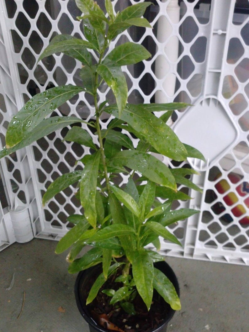 Night Blooming Jasmine Plant - 1 Gal Pot - Fragrant Cestrum nocturnum for Gardens & Borders - Aromatic Evergreen Shrub