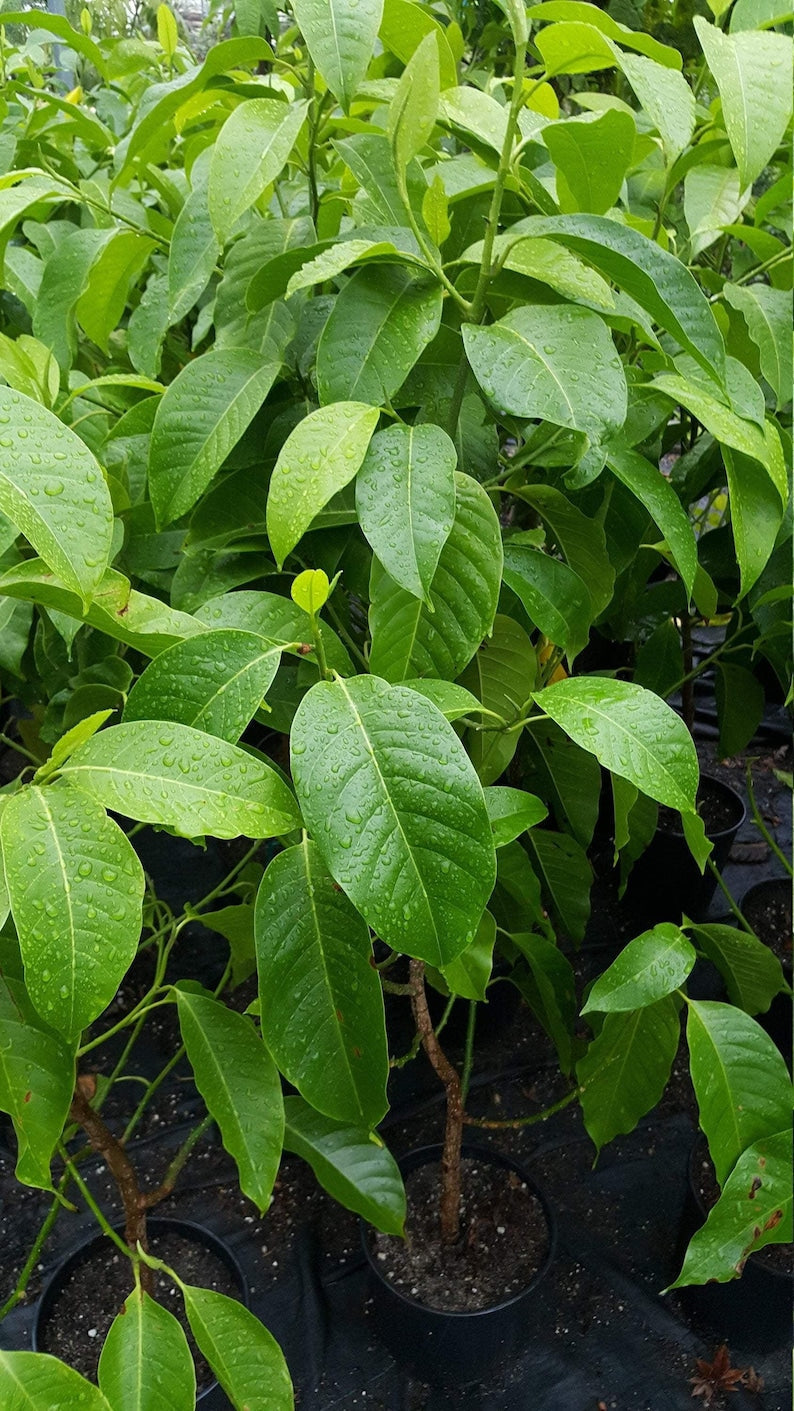 White Champaca Tree - 3 Gal Pot - Michelia Alba - Fragrant White Flowers - Air-Layered Variety for Easy Growth