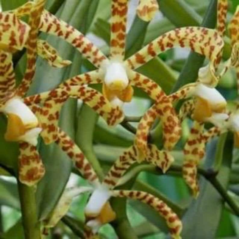 Scorpion Orchid in 4" Pot, Exotic Arachnis Aranda, Unique Spider-Like Flowers for Indoor Décor