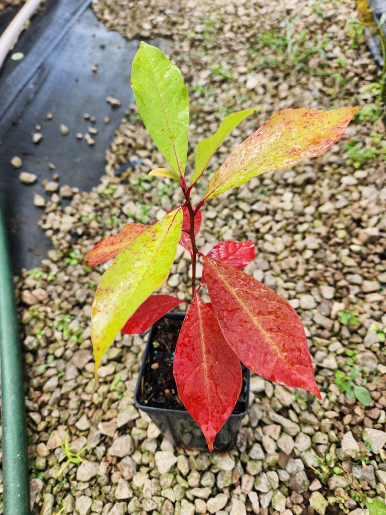 Blackgum Tree 4" Container, Stunning Fall Foliage, Nyssa Sylvatica, Native Tree for Zones 3-9, Ideal for Gardens and Yards