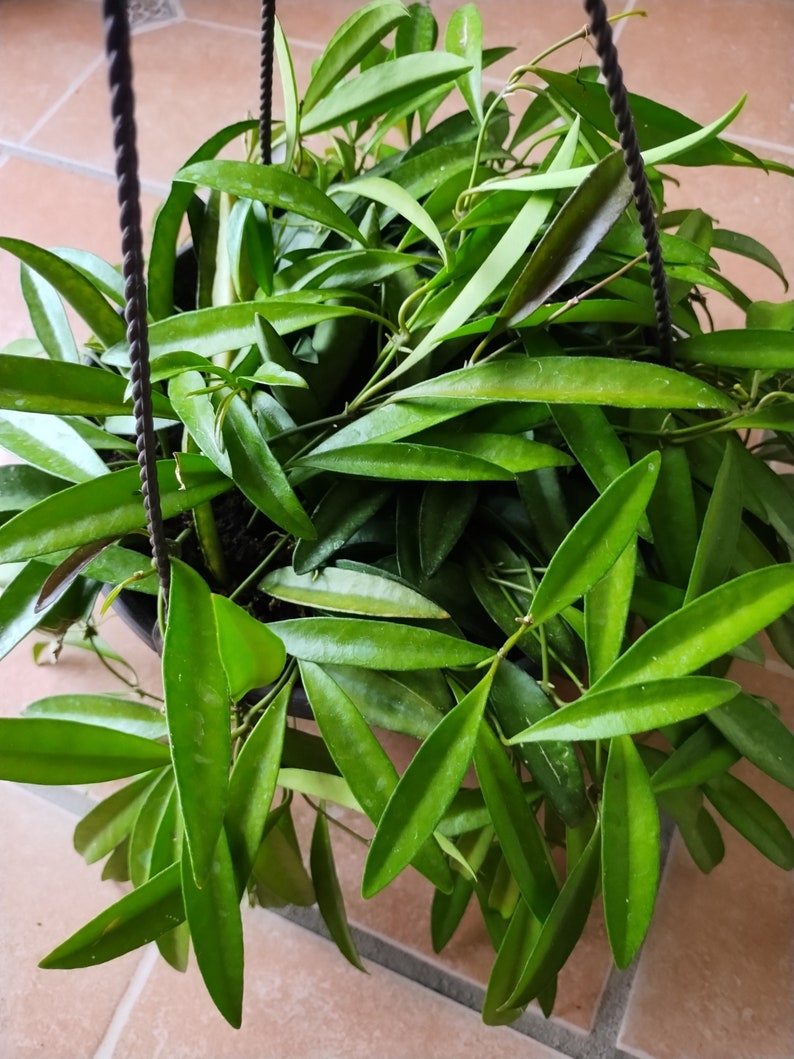 Hoya Wayettii Plant - Small Rooted Houseplant with Free Cutting - Hoya spp. - Low Maintenance Indoor Gardening