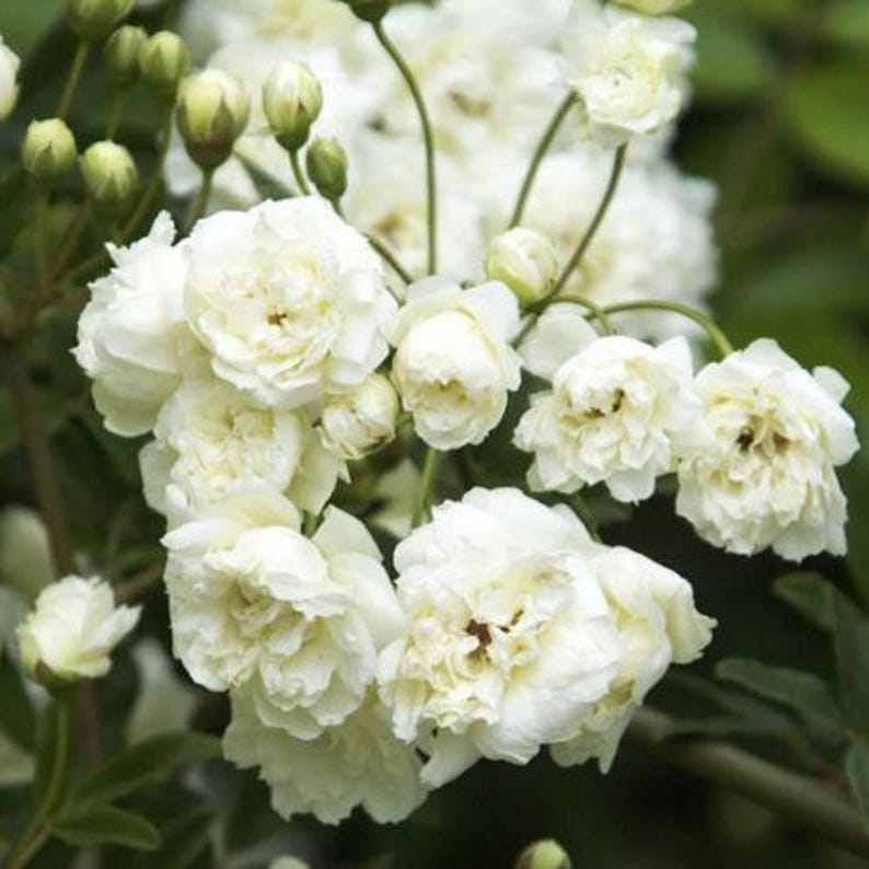 White Lady Banks Climbing Rose 3 Gallon Pot White Flowers Rosa banksiae ‘Alba’ Hardy Garden Climber for Arbors and Trellises