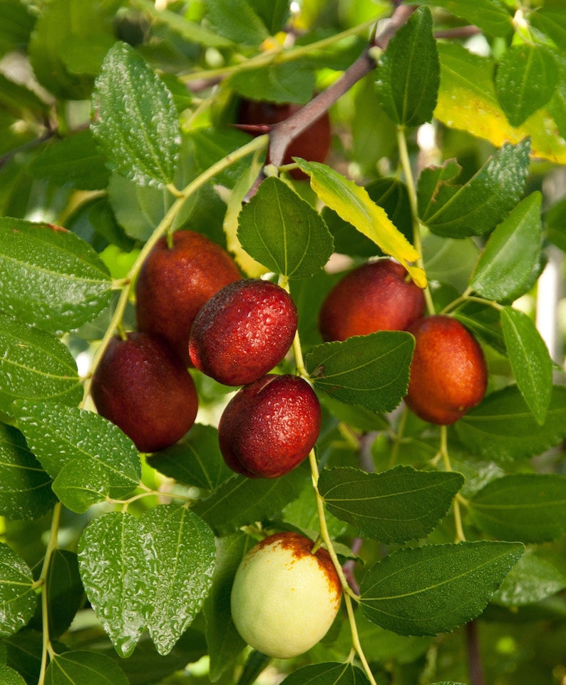 Shanxi Li Jujube Tree - Grafted - 3 Gallon Pot - Sweet Apple Flavor - Ziziphus jujuba 'Shanxi Li' - Self-Fruitful - Zones 5-9