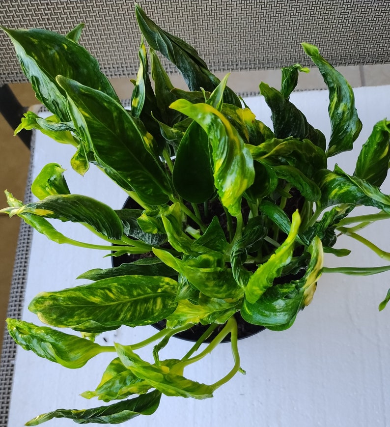 Rooted Cutting of Shangri Plant - Easy Care Houseplant - Bonus Free Cutting - Rare Indoor Plant