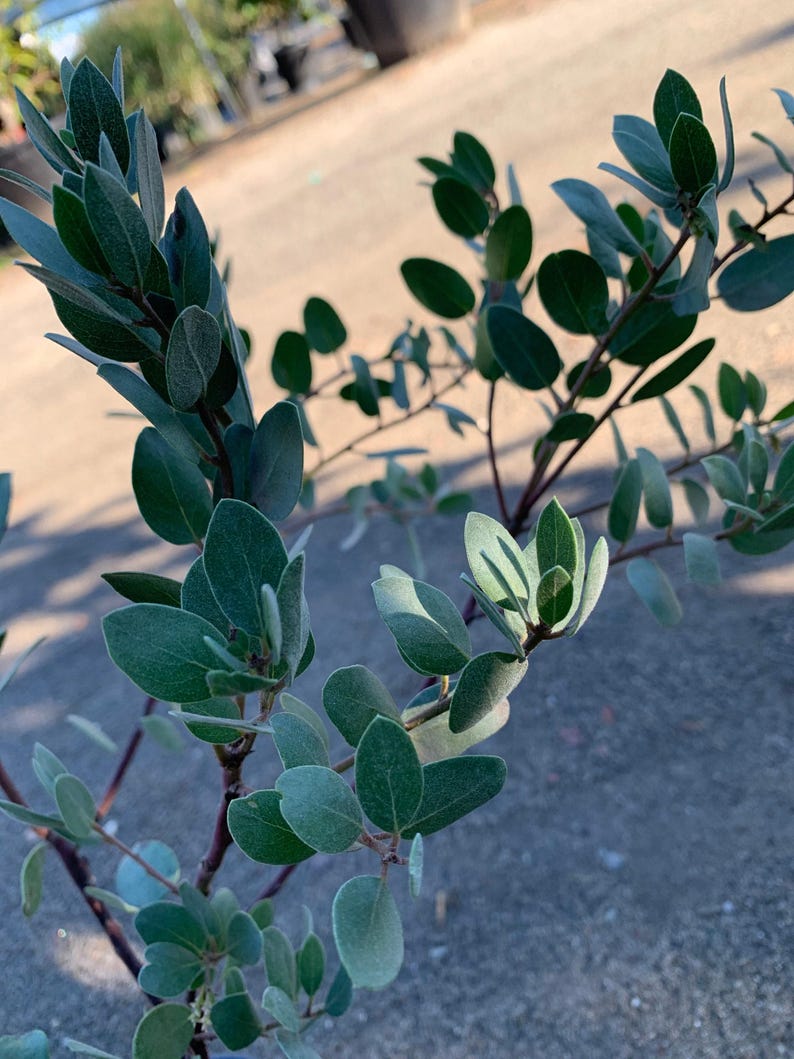 Erect Shrub 1 Gallon Arctostaphylos bakeri 'Louise Edmunds' Purple Brown Trunks Showy Spring Flowers