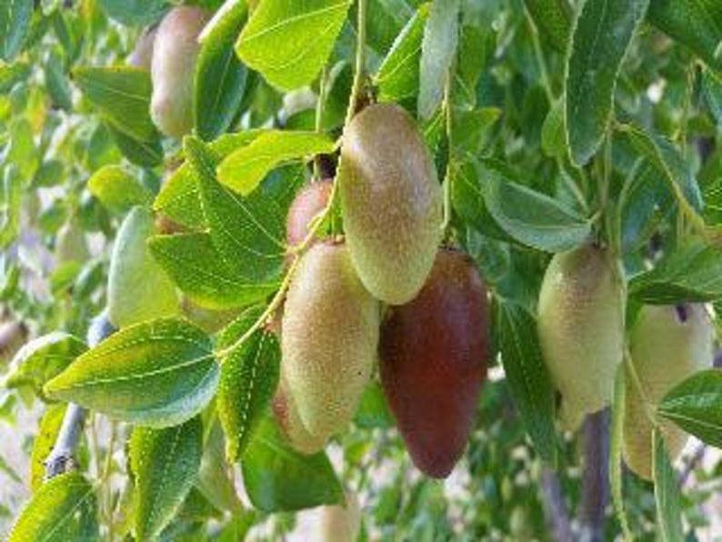 Grafted Jujube Tree in Pot - 2 Feet Tall - Sweet Jujube Fruit - Ziziphus jujuba - Easy Care for Home Gardens