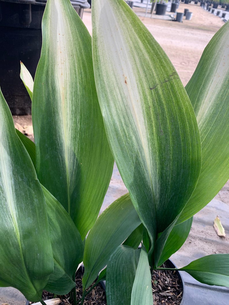 Cast Iron Plant 6" Pot Variegated 'Asahi' Aspidistra elatior - 5-8 Stems, Hardy Indoor/Outdoor Greenery