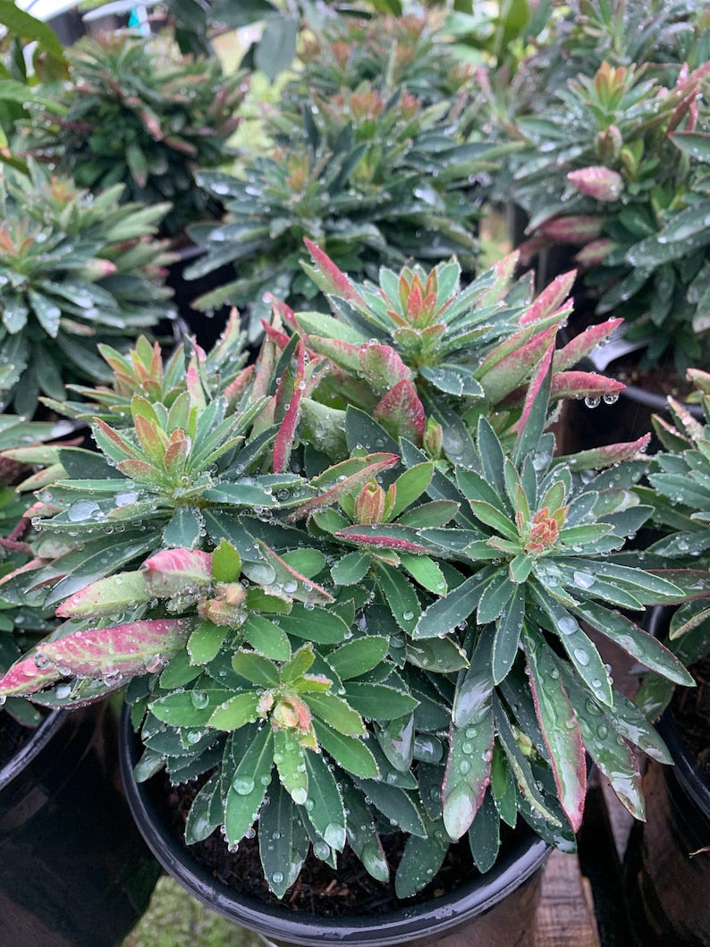 Euphorbia Plant 6" Pot Tiny Tim Succulent Euphorbia martini - Compact, Low Maintenance, Drought-Tolerant Spurge