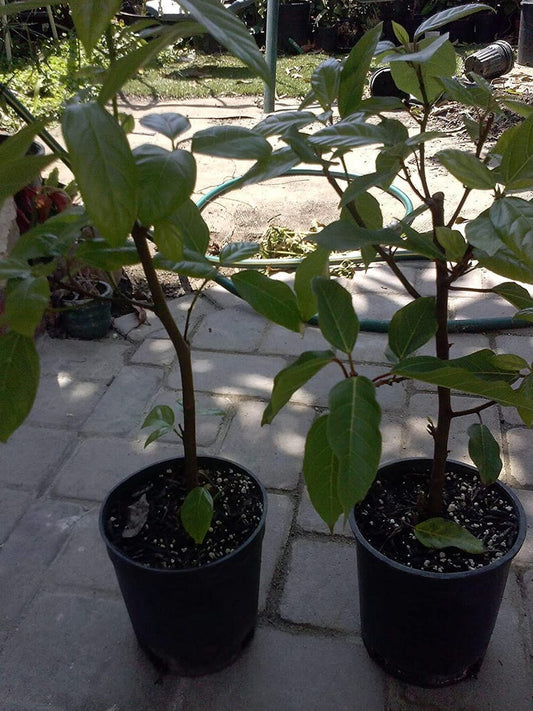 Ficus Racemosa Plant - 2 to 3 Feet Tall - Cluster Fig Tree - Cây Sung - Ships in 3 Gallon Pot