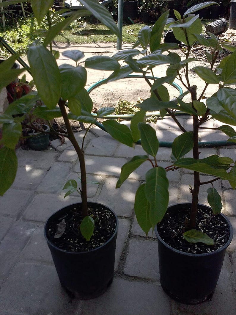 Ficus Racemosa Plant - Live 3 Gallon Pot - Cluster Fig Tree - Easy Care Indoor/Outdoor Greenery - Cây Sung