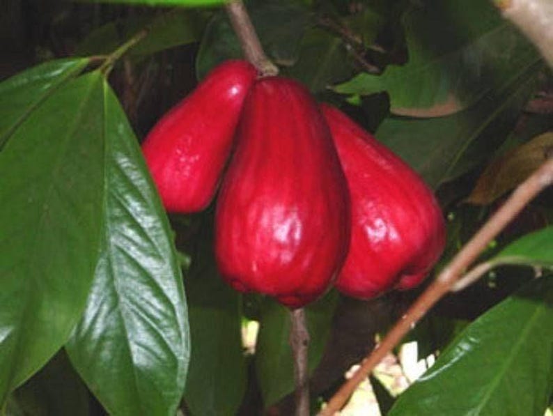 Malay Apple Tree - 3 Gallon Pot - Juicy Red Fruit - Syzygium malaccense - Tropical Fruit for Garden