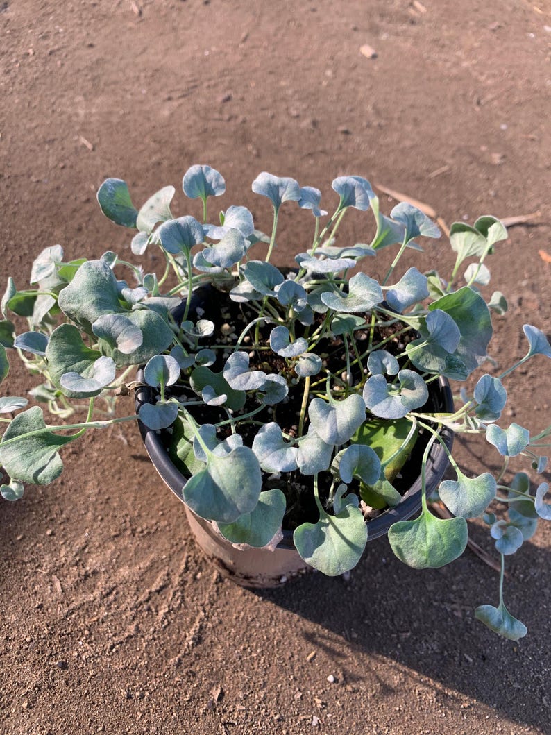 Dichondra 'Silver Falls' Live Plant 3" Pot - Trailing Ground Cover - Dichondra argentea - Silver-Green Foliage