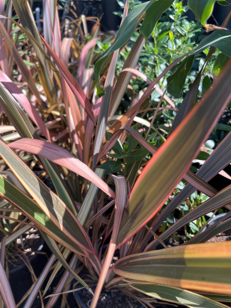Phormium Plant 6" Pot Assorted Varieties New Zealand Flax Phormium tenax