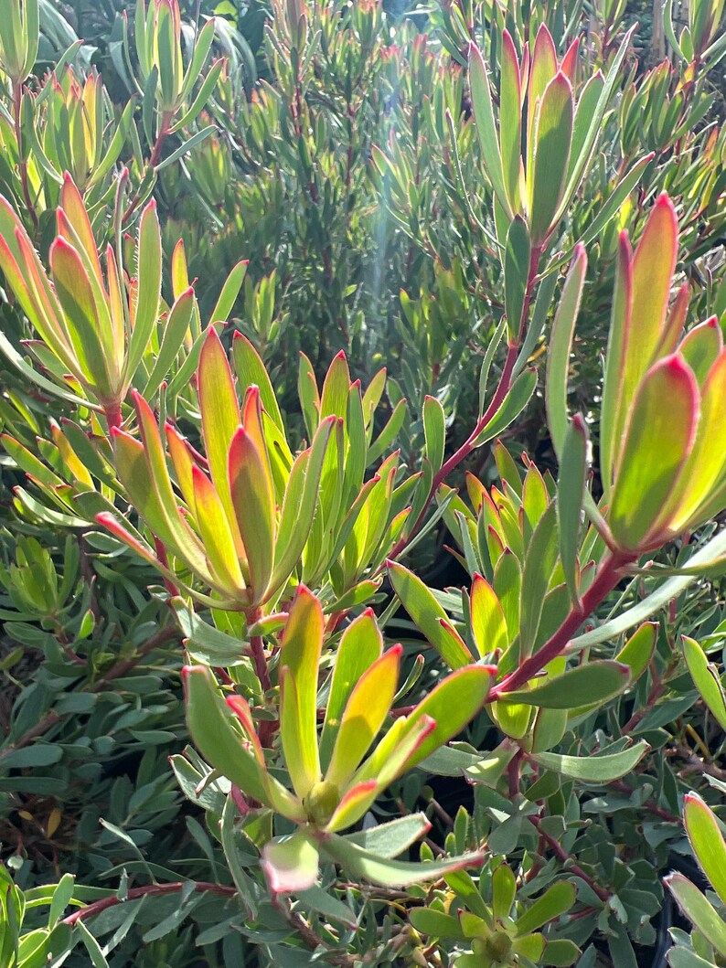Leucadendron Afterburner Live Plant 6" Pot - Compact Growth, Unique Red & Yellow Foliage, Drought-Tolerant, Leucadendron 'Afterburner'