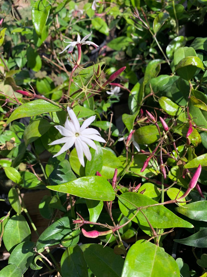 Angel Wings Jasmine Live Plant - Jasminum nitidum in 1 Gallon Pot - Fragrant Indoor/Outdoor Blooming Plant