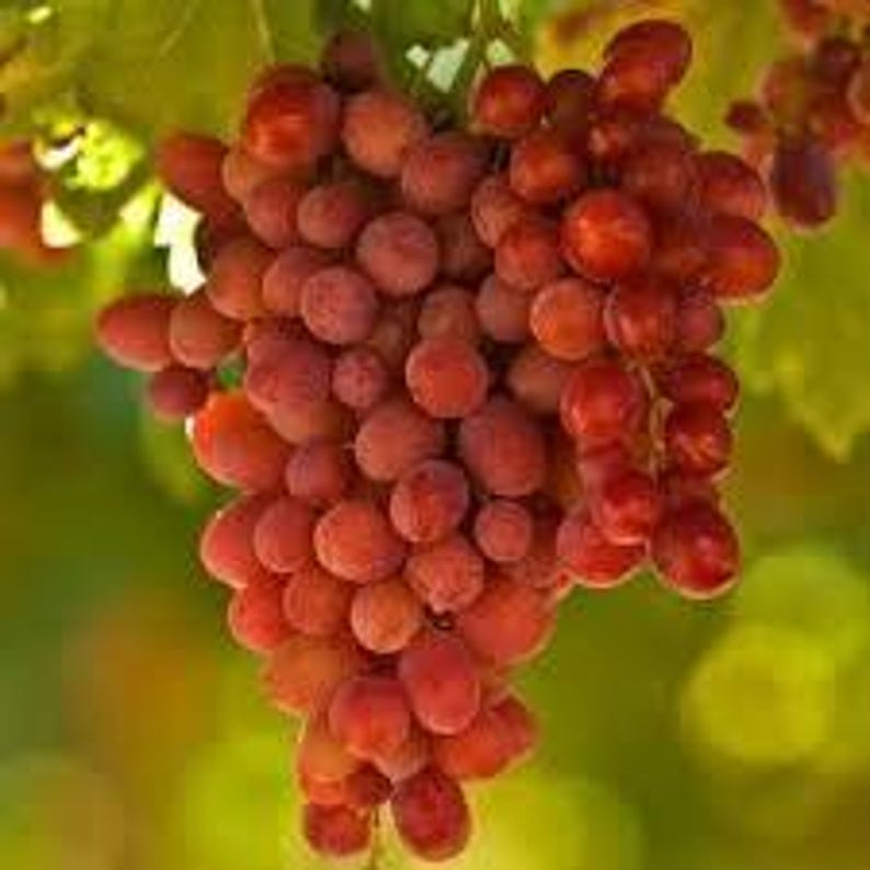 Crimson Seedless Grape Plant - 1ft Live Plant in 6" Pot - Vitis vinifera - Sweet, Juicy Grapes for Garden or Patio