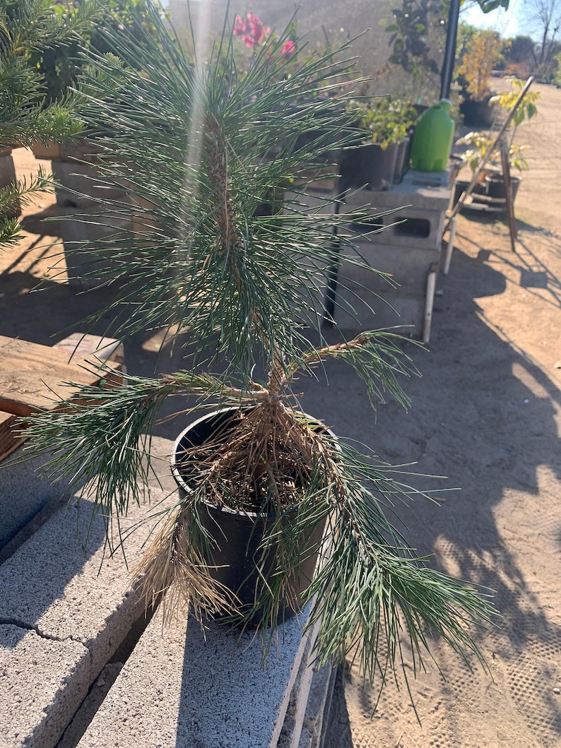 Japanese Black Pine Bonsai Tree 6" Pot - Pinus Thunbergii - Dwarf Evergreen Indoor/Outdoor Plant