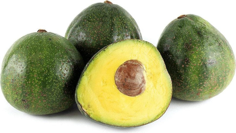 Nabal Avocado Tree - Grafted - 3 Gallon Pot - Persea americana - Ideal for Home Gardening and Container Growing