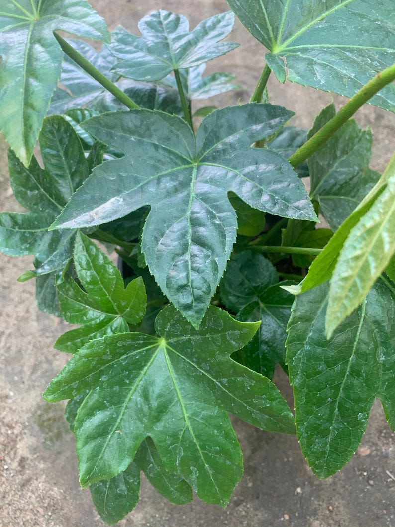 Japanese Aralia Plant in 1 Gallon Pot - Fatsia Japonica - Large Deeply Lobed Leaves - Ideal for Partial Sun & Shade